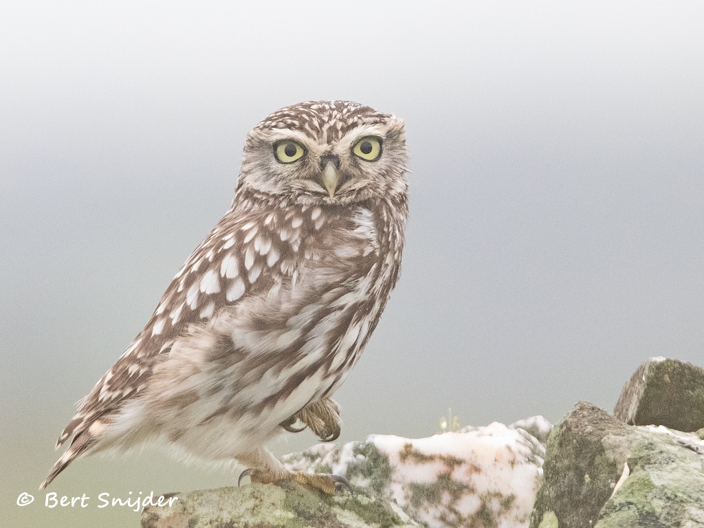 Steenuil Vogelreis Portugal