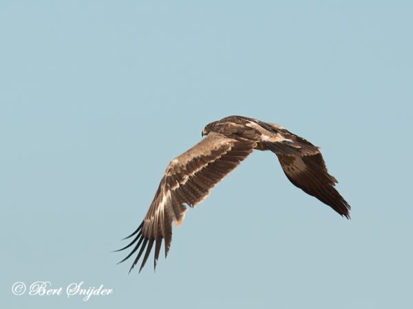 Steppearend Vogelreis Portugal