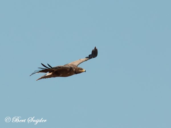 Steppearend Vogelreis Portugal