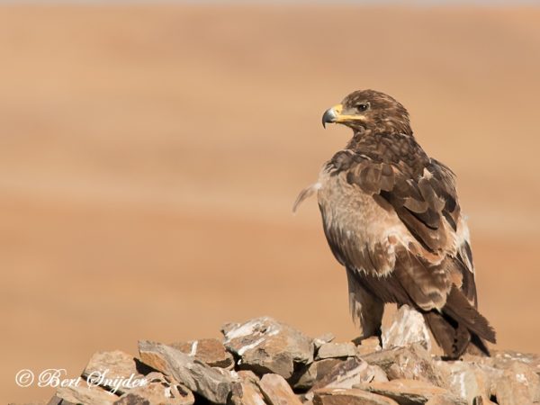 Steppearend Vogelvakantie Portugal