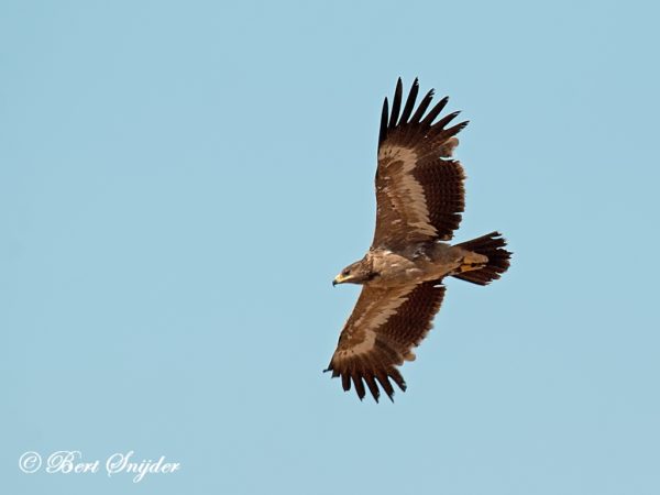 Steppearend Vogelvakantie Portugal