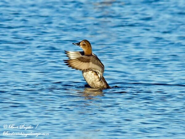 Tafeleend Vogelreis Portugal
