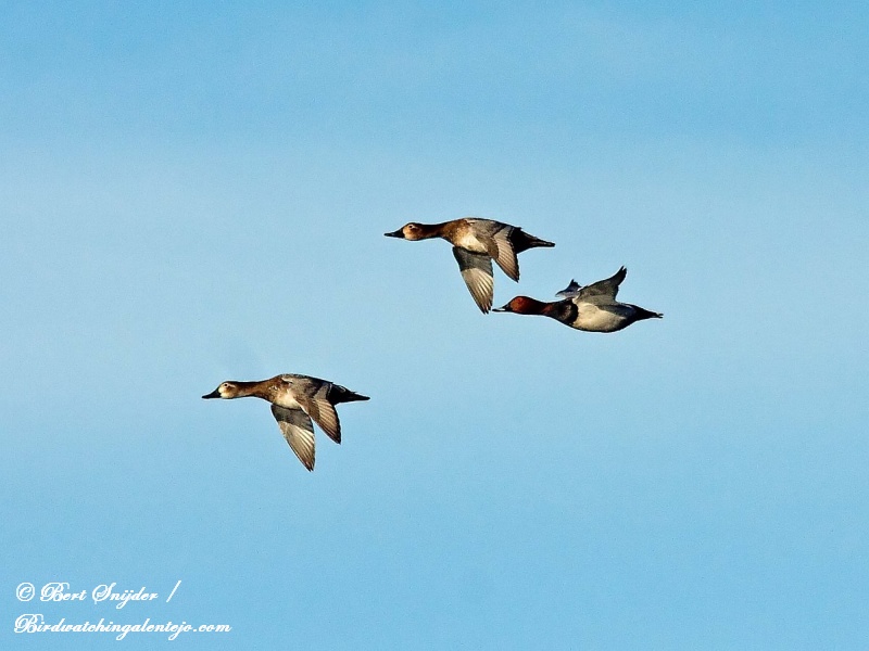 Tafeleend Vogelreis Portugal