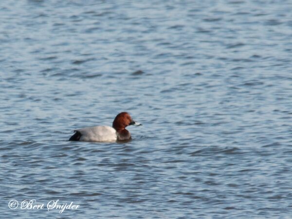 Tafeleend Vogelreis Portugal