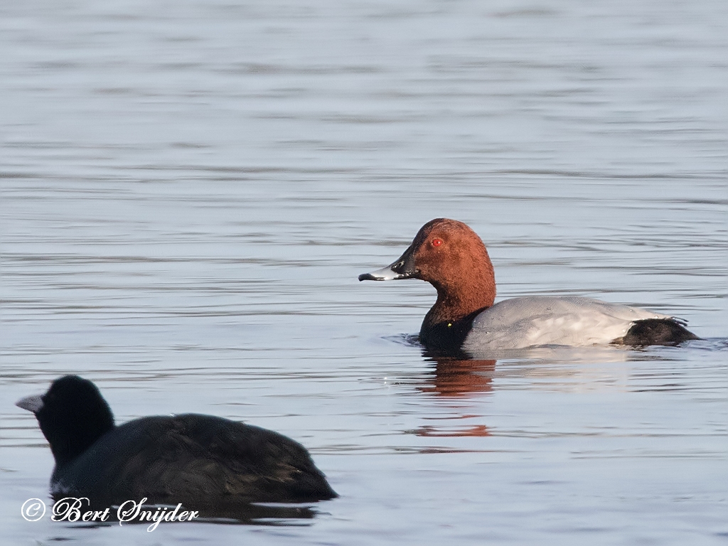 Tafeleend Vogelreis Portugal