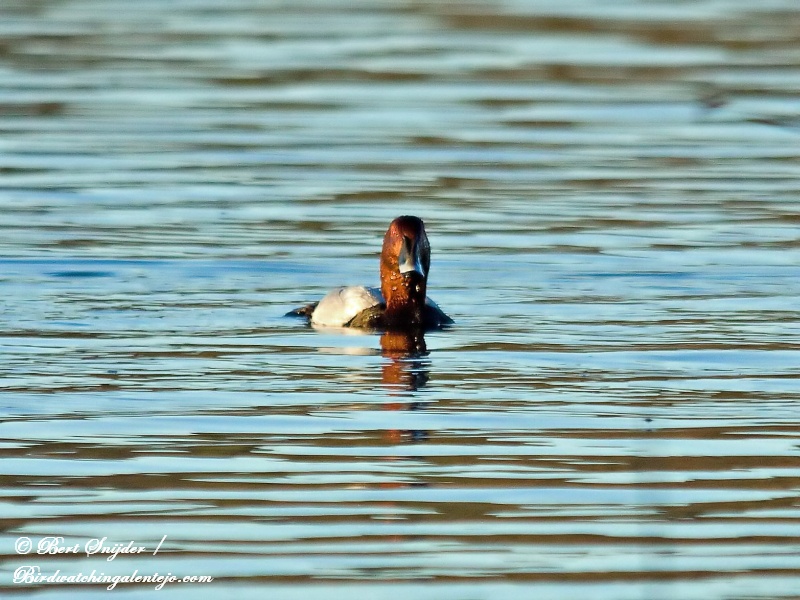 Tafeleend Vogelvakantie Portugal