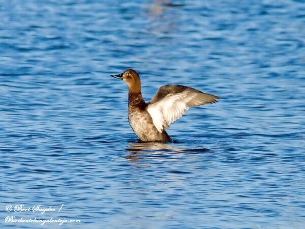 Tafeleend Vogelreis Portugal