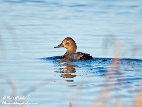 Tafeleend Vogelvakantie Portugal