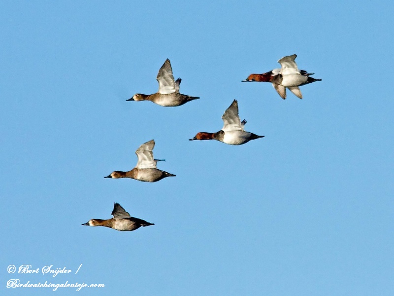 Tafeleend Vogelvakantie Portugal