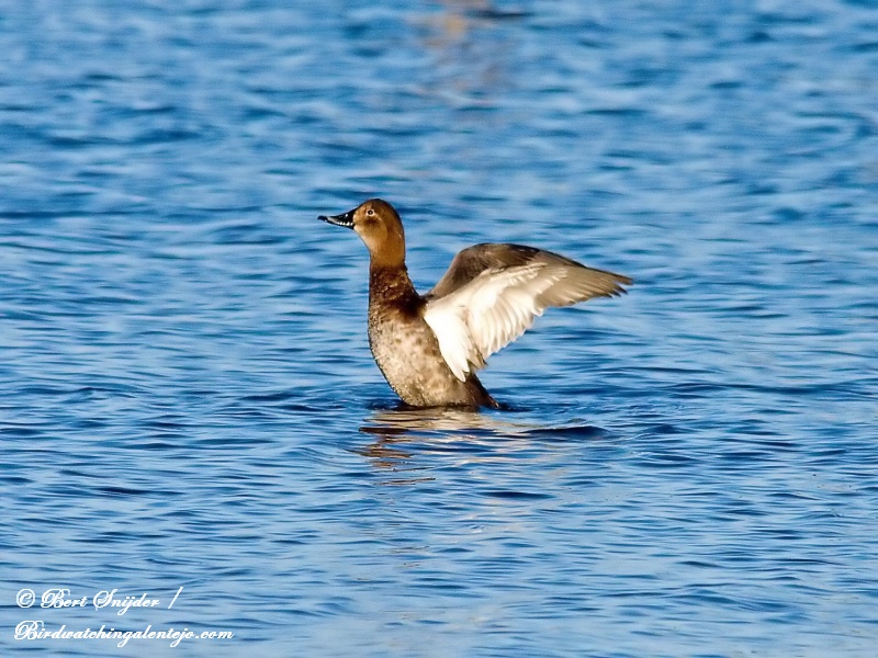 Tafeleend Vogelreis Portugal