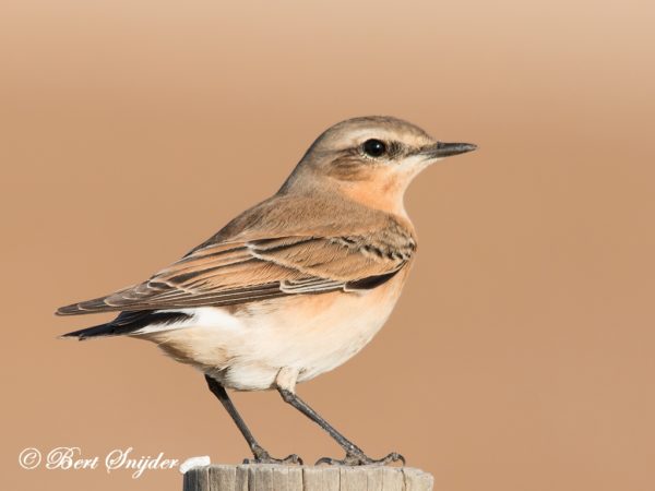 Tapuit Vogelreis Portugal