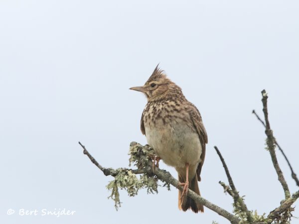 Theklaleeuwerik Vogelreis Portugal