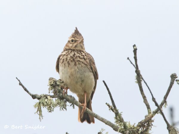Theklaleeuwerik Vogelreis Portugal
