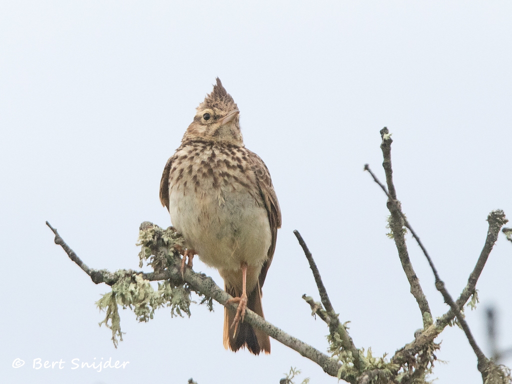 Theklaleeuwerik Vogelreis Portugal
