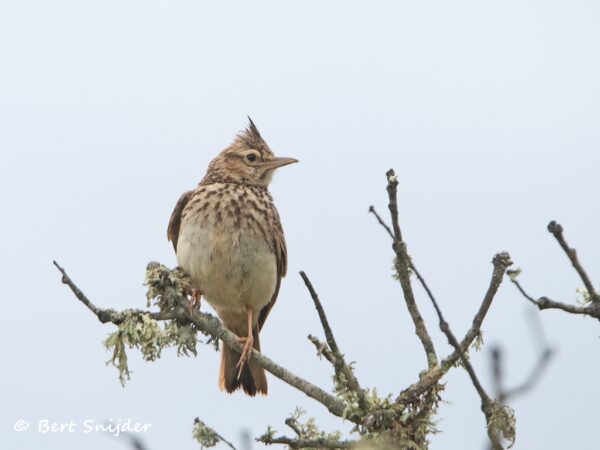 Theklaleeuwerik Vogelreis Portugal