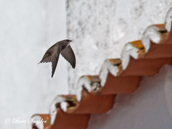 Vale Gierzwaluw Vogelreis Portugal