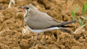 Vorkstaartplevier Vogelvakantie Portugal