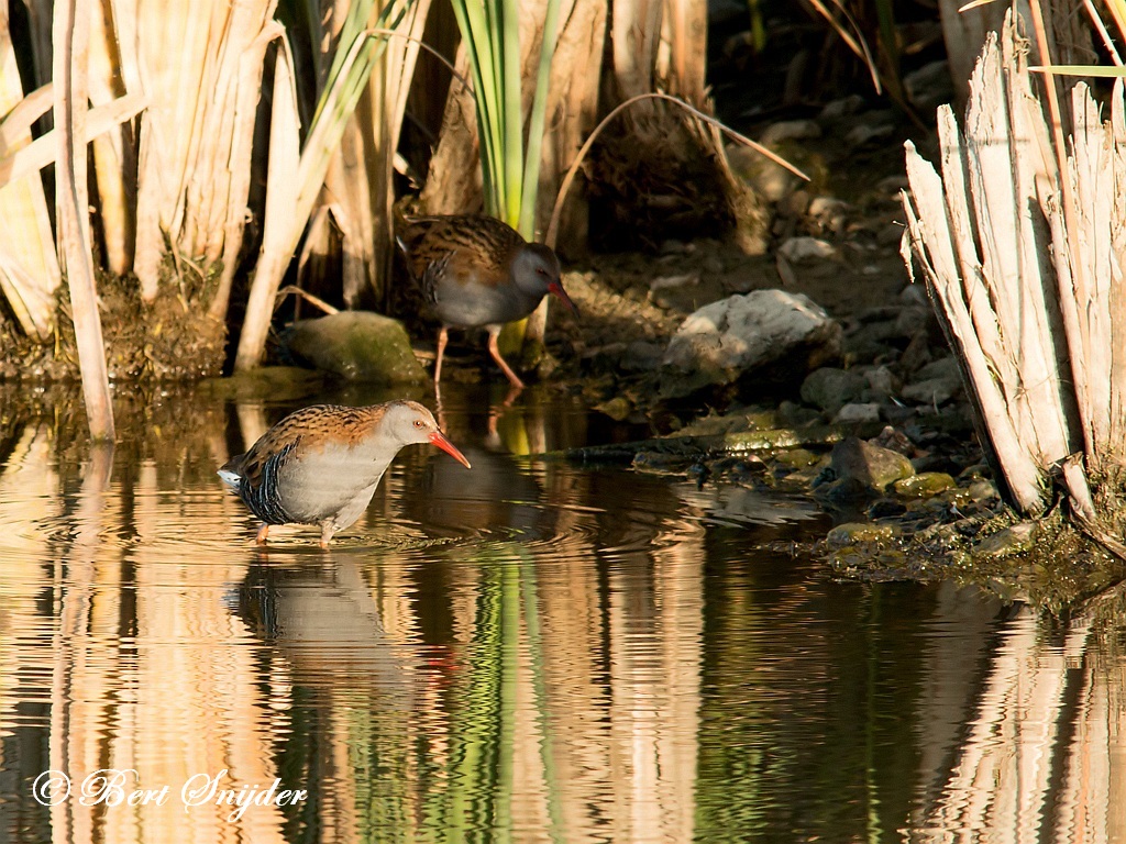 Waterral Vogelreis Portugal