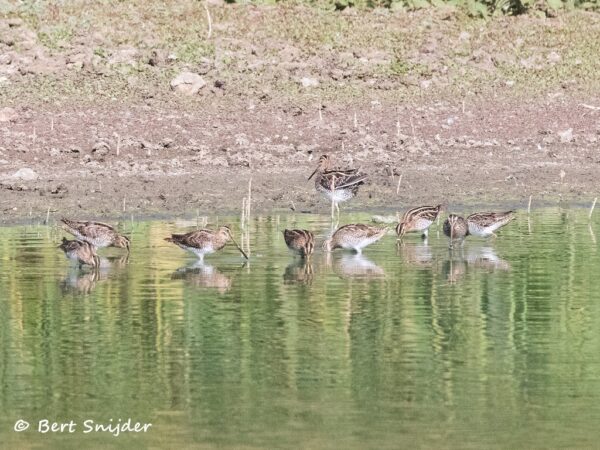 Watersnip Vogelvakantie Portugal