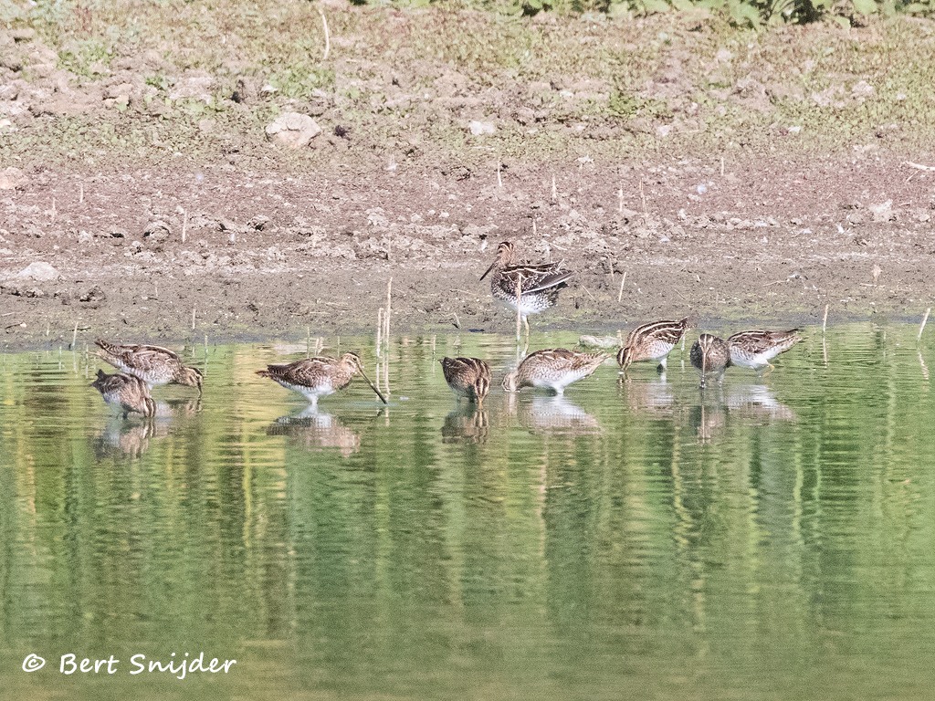 Watersnip Vogelvakantie Portugal