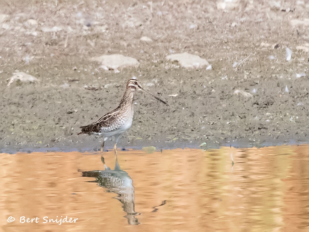 Watersnip Vogelvakantie Portugal