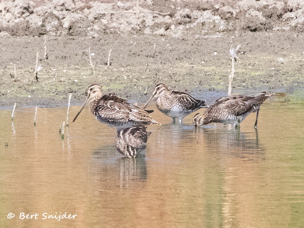 Watersnip Vogelvakantie Portugal