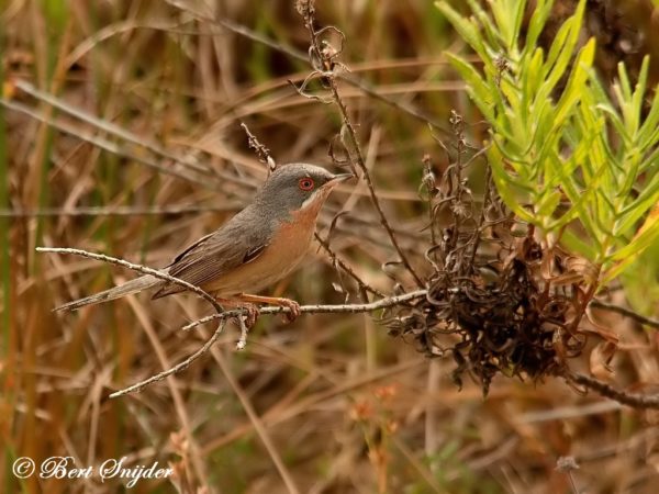 Westelijke Baardgrasmus Vogelvakantie Portugal