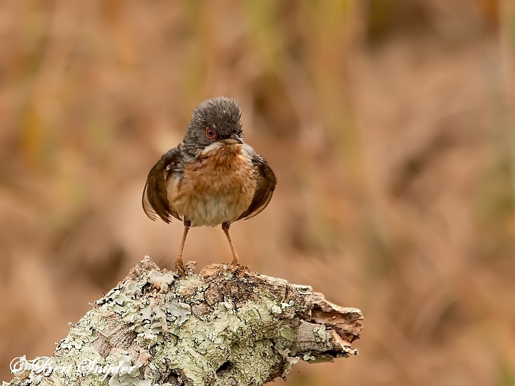 Westelijke Baardgrasmus Vogelreis Portugal