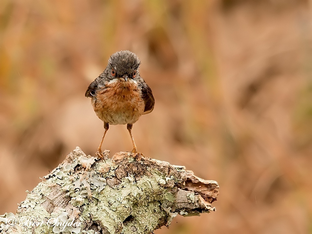 Westelijke Baardgrasmus Vogelreis Portugal