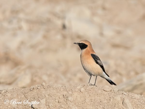 Westelijke Blonde Tapuit Vogelreis Portugal