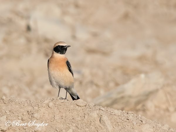 Westelijke Blonde Tapuit Vogelreis Portugal