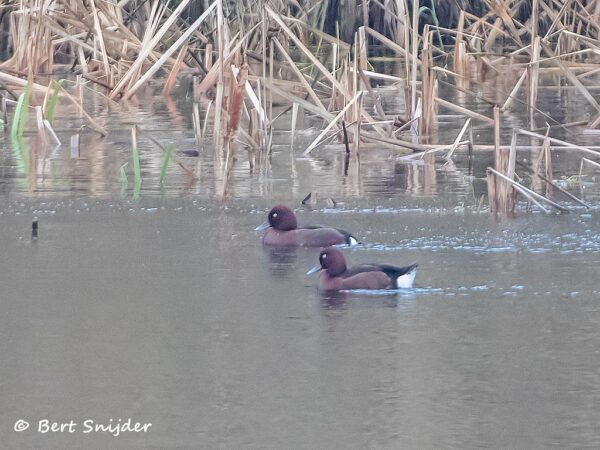 Witoogeend Vogelvakantie Portugal