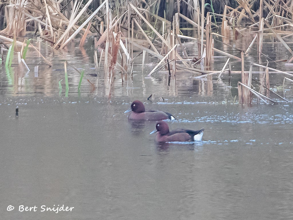 Witoogeend Vogelvakantie Portugal