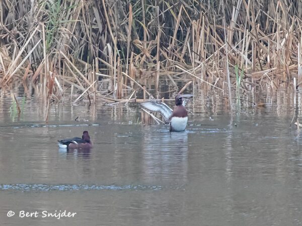 Witoogeend Vogelvakantie Portugal