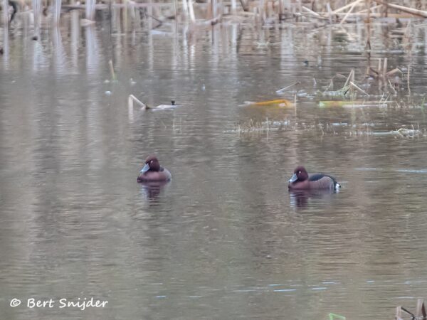 Witoogeend Vogelvakantie Portugal