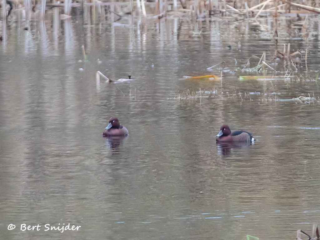 Witoogeend Vogelvakantie Portugal