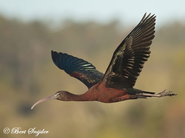 Zwarte Ibis Vogelreis Portugal