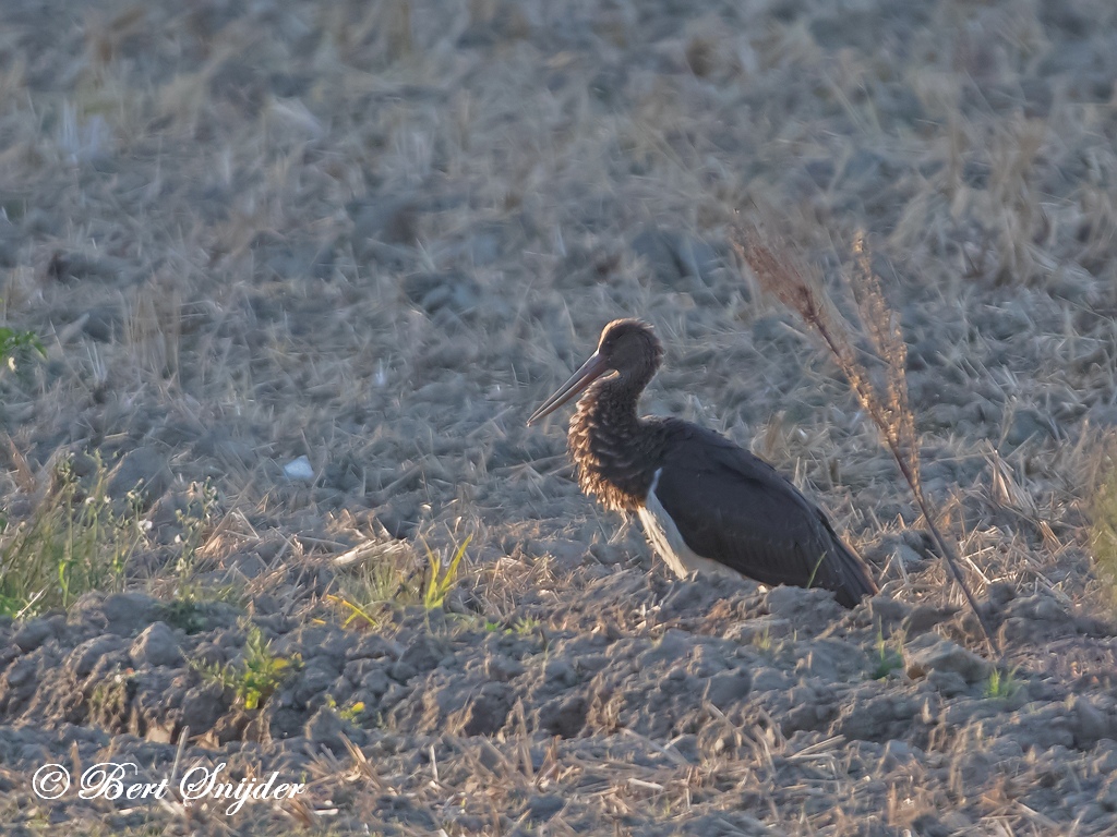 Zwarte Ooievaar Vogelvakantie Portugal