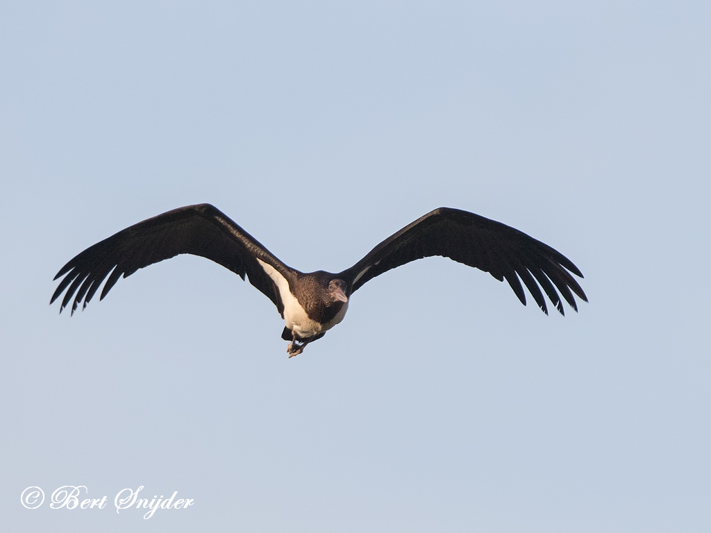 Zwarte Ooievaar Vogelreis Portugal