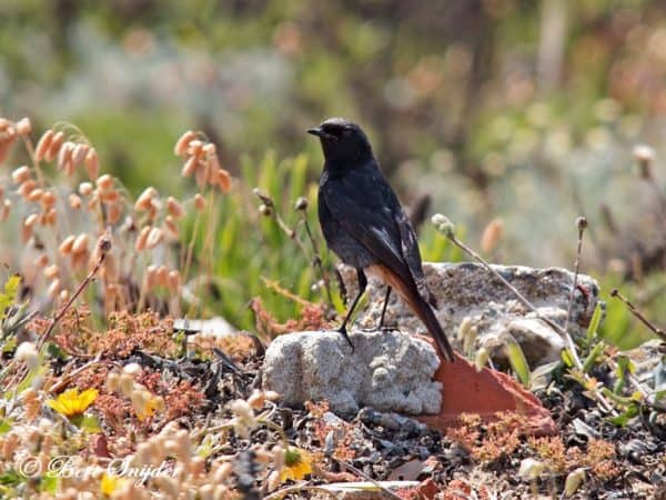 Zwarte Roodstaart Vogelvakantie Portugal