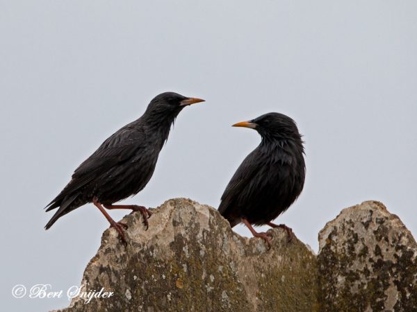 Zwarte Spreeuw Vogelhut BSP6 Portugal