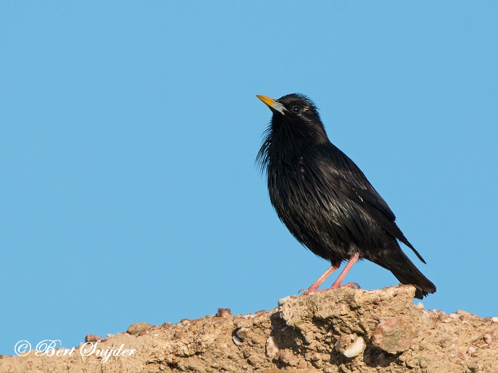 Zwarte Spreeuw Vogeljut BSP6 Portugal
