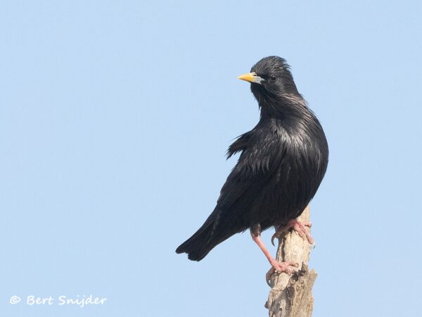 Zwarte Spreeuw Vogelreis Portugal