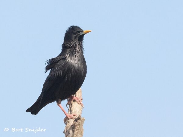 Zwarte Spreeuw Vogelreis Portugal
