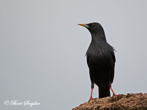 Zwarte Spreeuw Vogelhut BSP6 Portugal