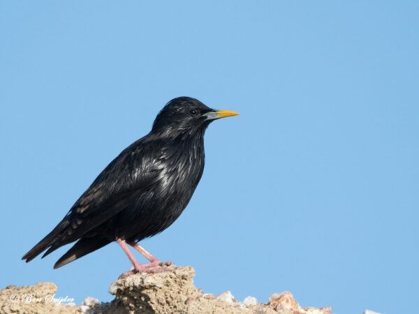 Vogels kijken in Portugal Zwarte Spreeuw